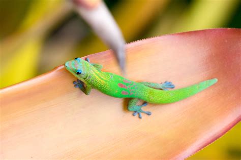 Gecko hawaii - The Gold-Dust Day Gecko can be vibrantly green and pink like this guy. The first geckos were thought to arrive by canoe with some of Hawaii’s first settlers. The four original species established in the islands are the: Indo-Pacific Gecko, Mourning Gecko, Stump-Toed Gecko and Tree Gecko. 